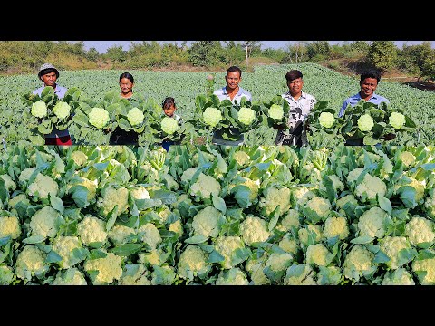 Growing and Harvesting Cauliflower in My Village - Cauliflower Cultivation