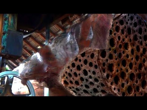 shocking discovery of 100 year old biggest wood!! Sawmill