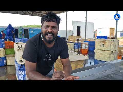 ஒரிஜினல் மத்தி எப்படி இருக்கும்