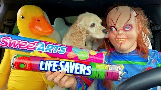Chucky & Scream Surprise Puppy with Car Ride Chase!