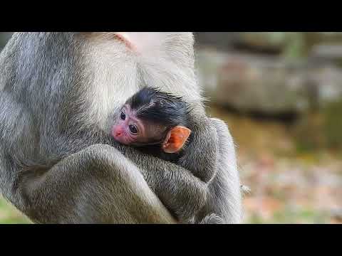 The Cutest Moments of Monkeys Captured on Camera!