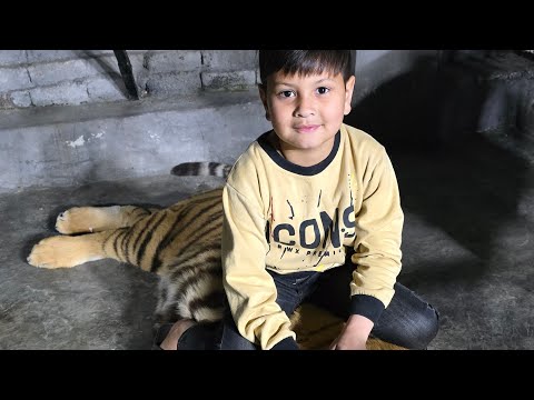 My First Live Video | Azan Butt Tiger #tiger #animal