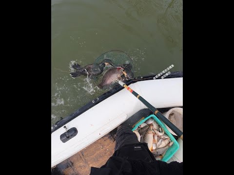 Cormorants fishing #shorts #Cormorant Feb 18
