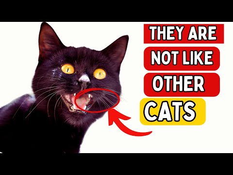 9 Fascinating Black Cat Facts 2024 That Will Blow Your Mind!