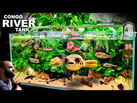 The River Congo: EPIC 4FT PUFFERFISH Aquarium (Aquascape Tutorial)