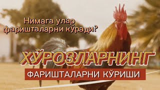 ХЎРОЗЛАР, биз билган ва билмаган илмлар