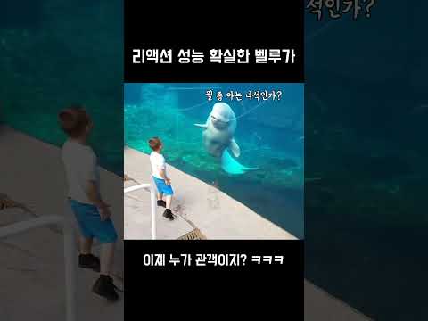 리액션 성능 확실한 벨루가