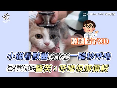 【小貓看獸醫聽診器一碰秒呼嚕 呆萌行徑醫笑：呼嚕很廉價餒】｜IG / milktea.0208 / lulu841229 / zhaooo125