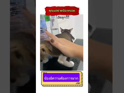 คุณแม่น่ารักมากเลย #animals