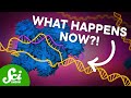 Gene Editing and Sickle Cell Treatment