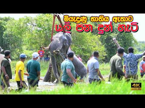 මියැදුණු ඇතාට පණදුන් හැටි ❤🐘 Rescuing the Spirit of a Fallen Elephant | Emotional Wildlife Mission
