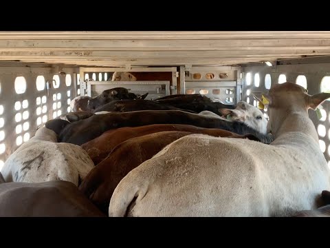 🐮 Subiendo 80 VACAS NECIAS a Jaula Ganadera