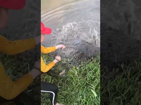 Incredible girl cast net fishing for massive dragon fish!
