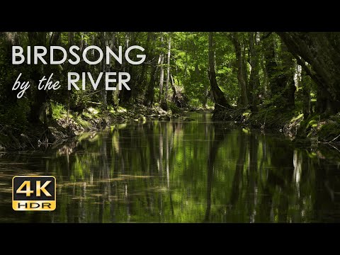 Birdsong by the River - Birds Chirping in the Forest - Flowing Water Sounds for Sleep & Relaxation