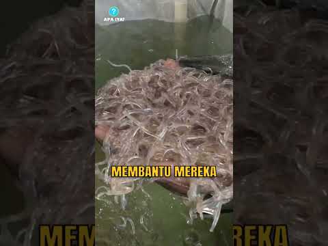 Ikan yang Hampir Tak Terlihat: Glass Eel