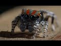 Darwin's Bark Spider and Tarantula Behavior