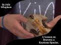 Beaver Ecosystem Roles and Impacts