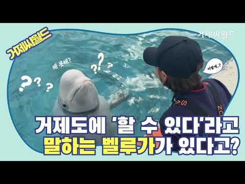 거제도에 '할 수 있다'라고 말하는 벨루가가 있다고?!