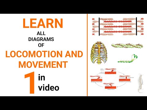 Locomotion and Movement Explained || NEET 2025 Biology || Class 11 NCERT Biology Dr Sharun