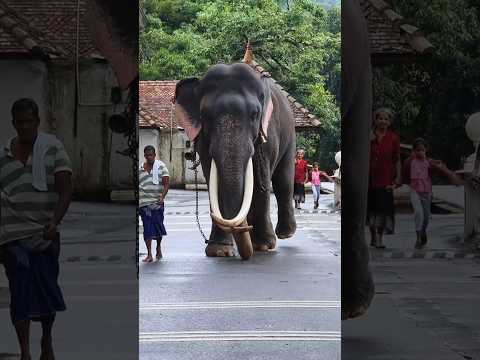 දිගු දළැති දේහදාරී බුරුම රාජා|Myanmar Tusker #shortvideo #wild #elephant #fyp #shorts #veterinary