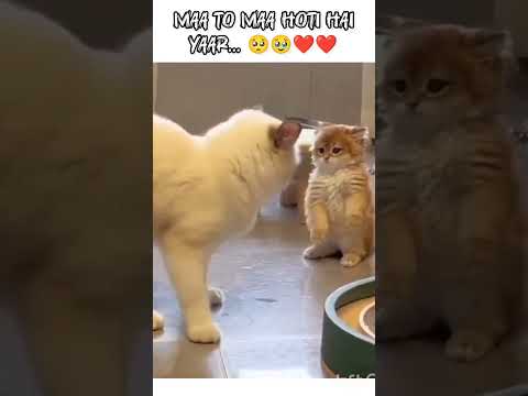 MAA TO MAA HOTI HAI YAAR... 🥺🥹❤️@animal_editz27#trendingshorts  #cute #funny #animals #mom #love