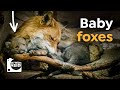 Red Fox Behavior and Development
