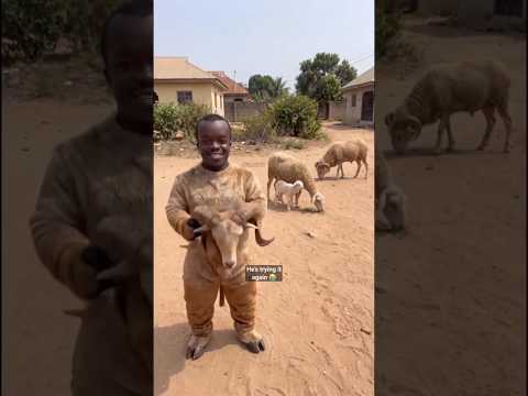 The Most Hilarious Animal Prank! 😂 #shortsfeed #funny #trending