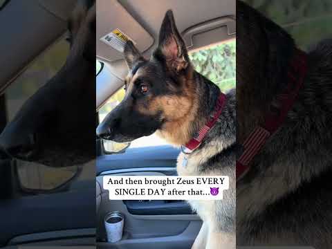 German shepherd gets BANNED from school pickup!! #germanshepherd #doglover #gsd #dogowner #pets