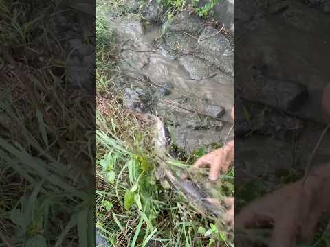Mud Fish Epic Catch!Unbelievable😱