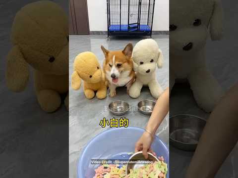 चिंटू गुस्सा हो गया 🐕| cute funny puppy | puppy with balloons #cutepuppy #cutepuppies