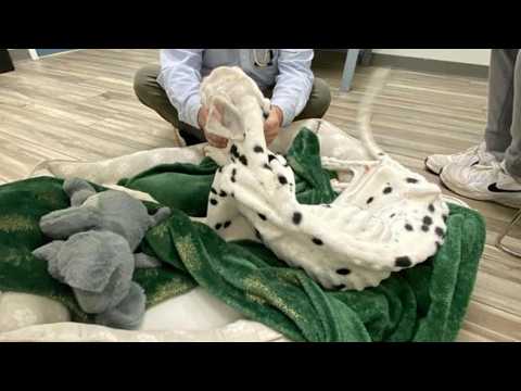 "Don't leave me!" Bad owner left him to starve on the roadside - he begged, but no one stopped!!