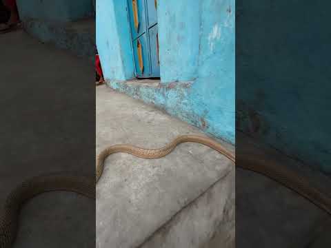 गाँव में अचानक सांप घर में घुस आया 🐍😱 Specticlead Cobra Snake At Village #shorts #viralvideo #reel