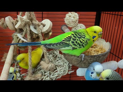 7 hours of relaxing budgie sounds