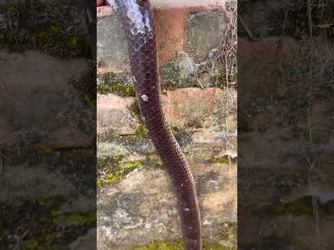 Tay không nghịch rắn hổ hành #snake #ularkasur #animals #venomouscreatures