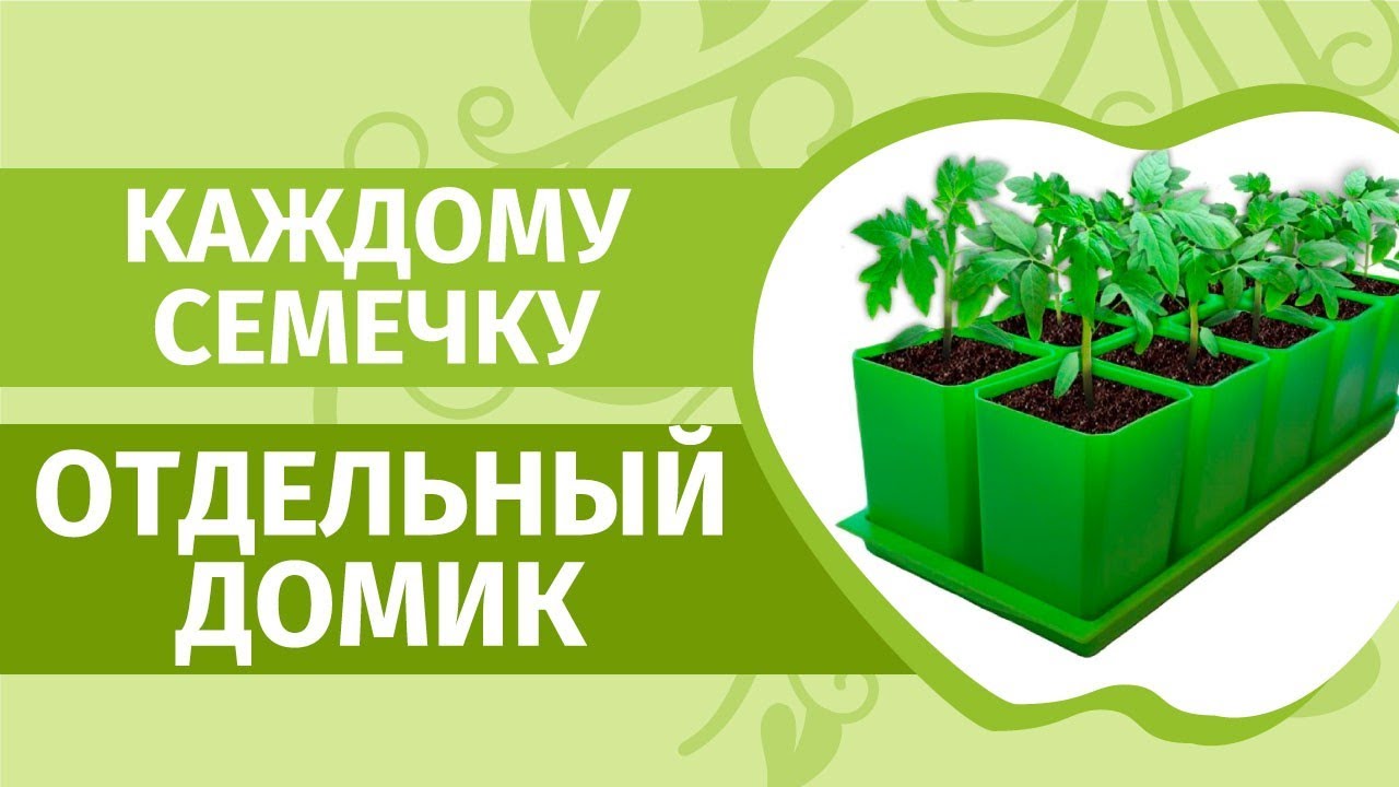Минусы посадки семян в общую емкость. Разбираем ошибки на рассаде перцев и правильно сеем баклажаны