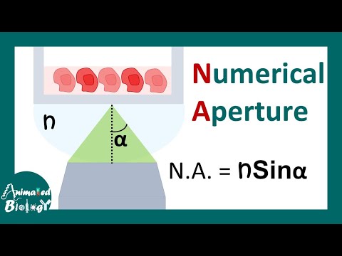 Numerical aperture of a microscope