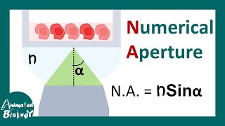 Numerical aperture of a microscope
