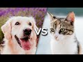 Cats vs. Dogs: Understanding Behavior