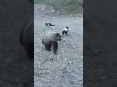 Rescuing puppies from a bear, puppies saved thanks to a pack of adult dogs. 从熊手中救出小狗,感谢一群成年狗的帮助 🐶♥🐻🌁