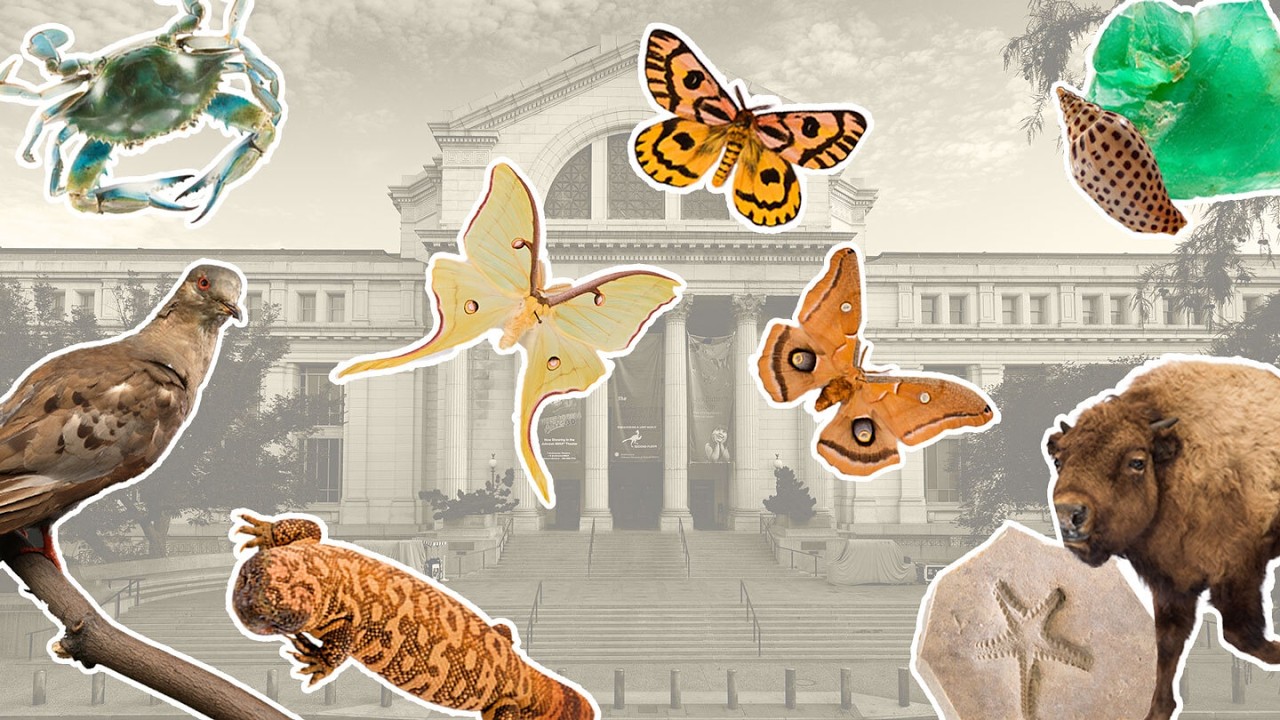 The natural history of every U.S. state is on display at a new DC exhibit | Science News
