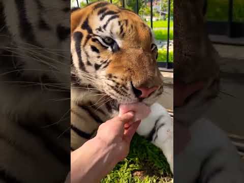 Kenzo enjoying the snacks ??