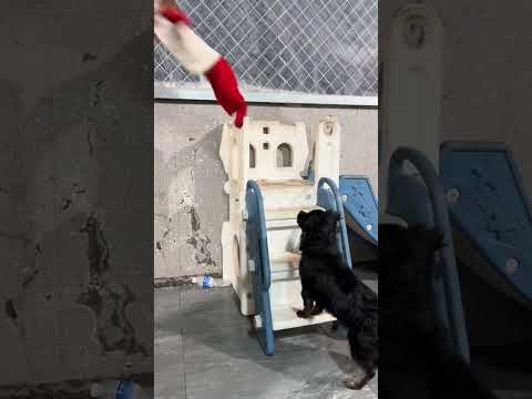 Haha, the confusing behavior of animals, little monkey, zoo, cute pets, small animals #1