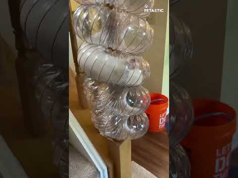 Ferret Running Through Tube Down The Stairs || PETASTIC 🐾