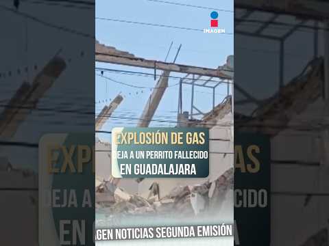 Explosión de gas deja a un perrito fallecido en Guadalajara | Noticias GDL | Shorts