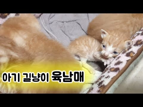 구출해서 데려온 아기 길고양이 육남매와 완초 아빠의 힘겨운 동거 첫날