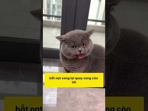 Giải cứu 'đại ca' mèo hoang bị truy nã – Kết cục bất ngờ #shopthucung #fyp #pet #cat #dog #cute