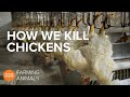 Ethical Considerations in Chicken Production