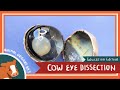 Eye Anatomy and Function Concepts