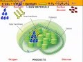 Exploring Photosynthesis in Chloroplasts