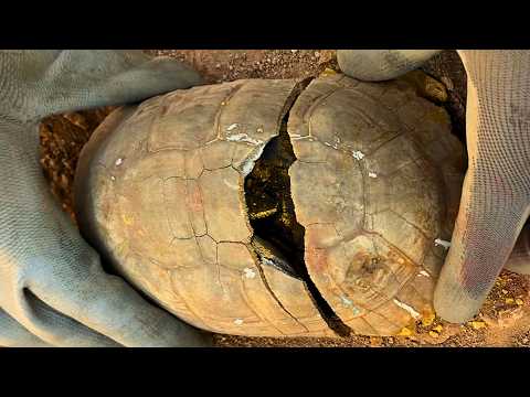 What We Discovered Inside This Turtle  Shocked The Whole World ❌ [ Strange Metal Detecting Find ]